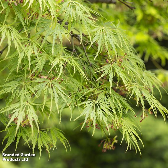 Acer palmatum 'Dissectum'