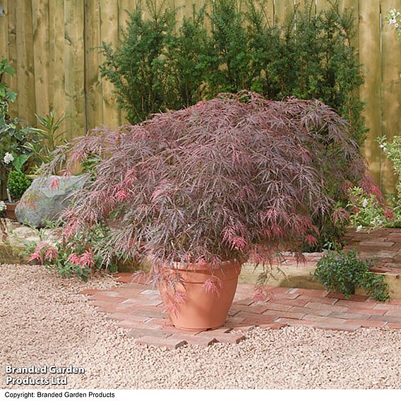 Acer palmatum 'Garnet'