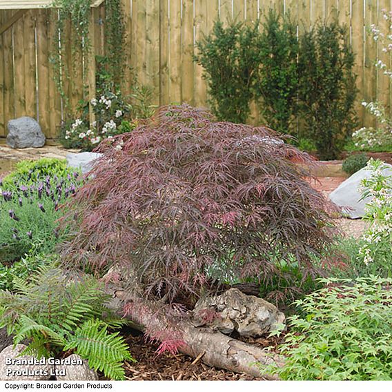 Acer palmatum 'Garnet'