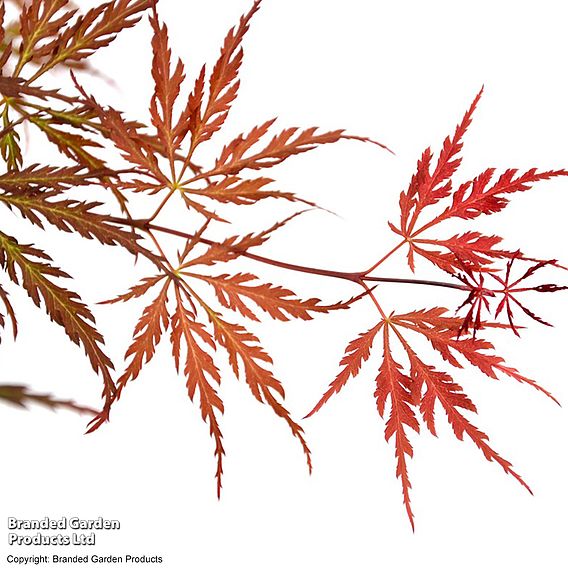 Acer palmatum 'Garnet'