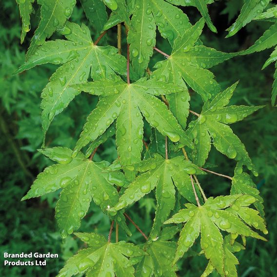 Acer palmatum 'Going Green®'