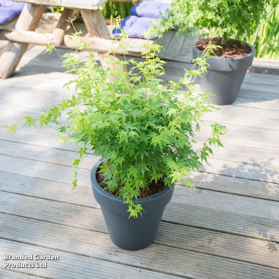 Acer palmatum 'Going Green®'