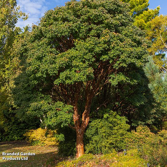 Acer griseum