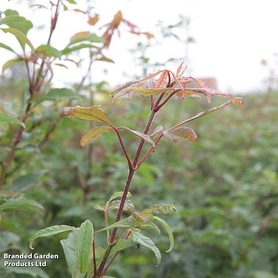 Acer griseum