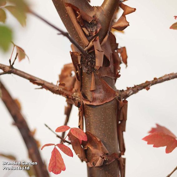 Acer griseum