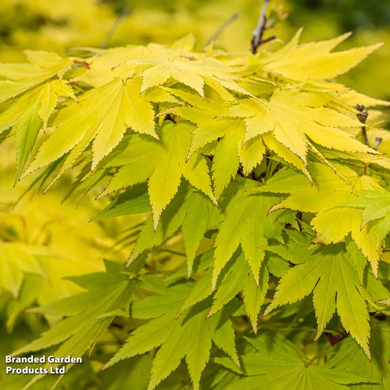 Acer Shirasawanum 'Jordan'