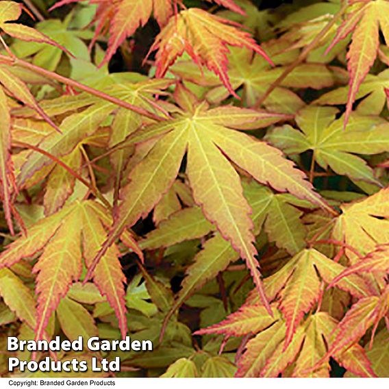 Acer palmatum 'Katsura'