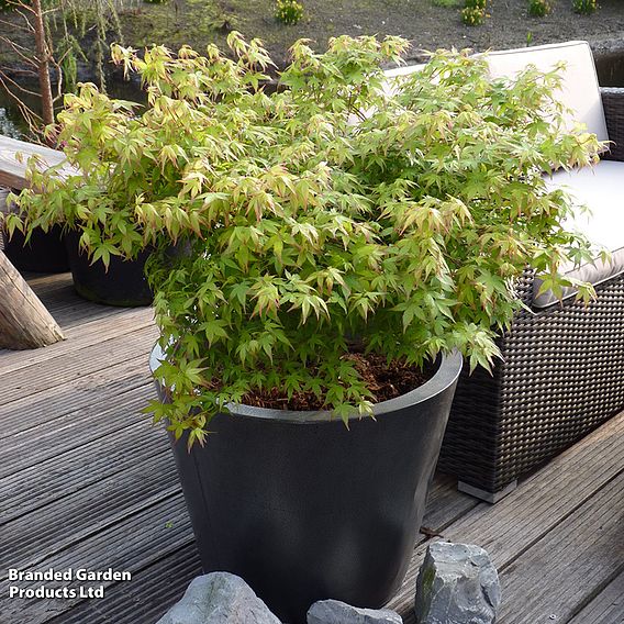 Acer palmatum 'Little Princess'