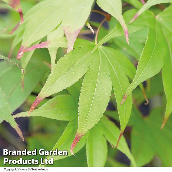 Acer palmatum Duo