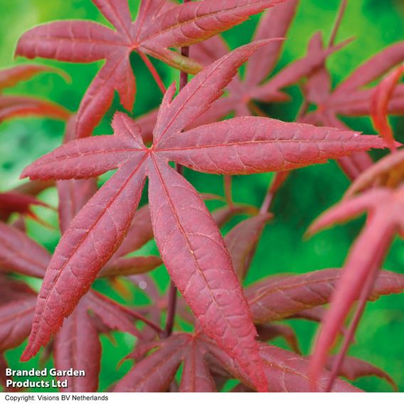 Acer palmatum 'Starfish'