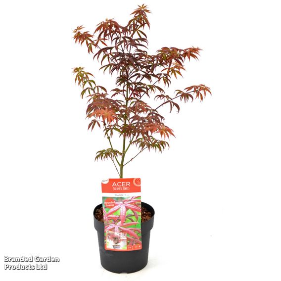 Acer palmatum 'Starfish'