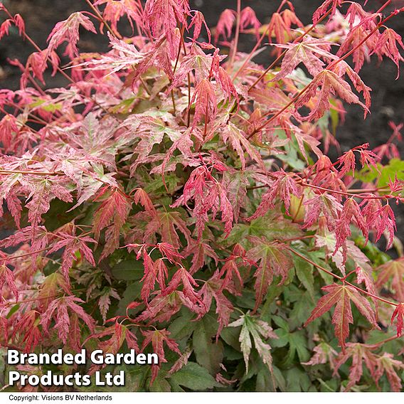 Acer palmatum 'Phoenix'