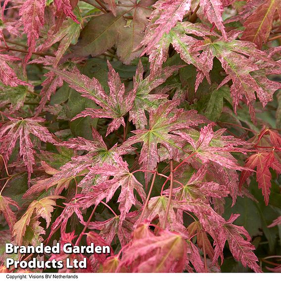 Acer palmatum 'Phoenix'