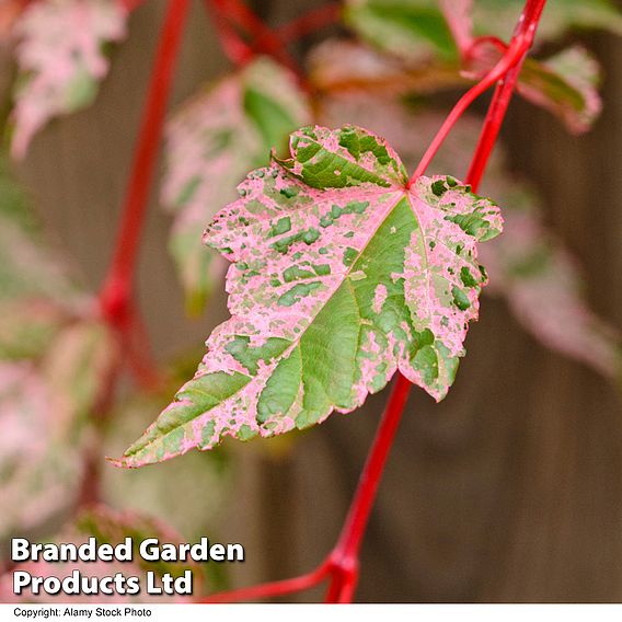 Acer conspicuum 'Red Flamingo'