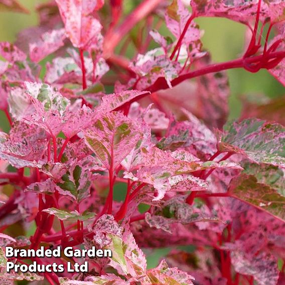 Acer conspicuum 'Red Flamingo'