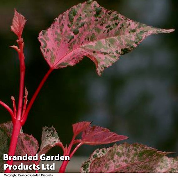 Acer conspicuum 'Red Flamingo'