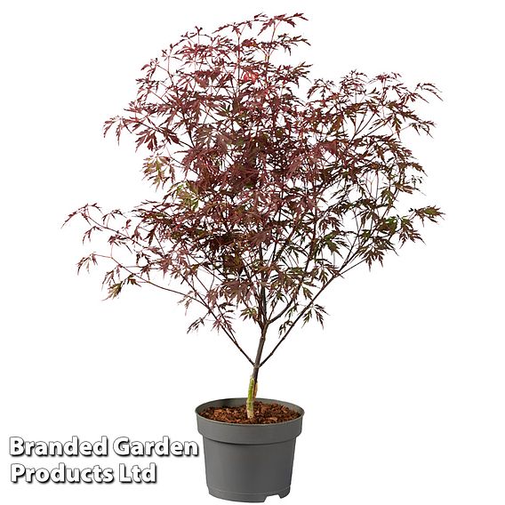 Acer palmatum 'Royal Garnet ®'