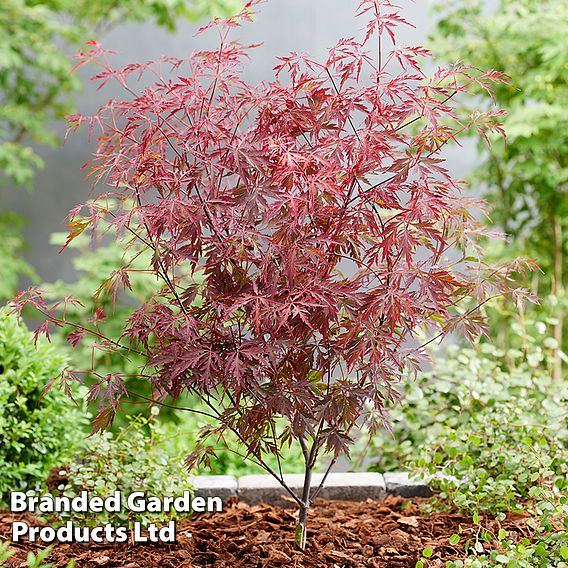 Acer palmatum 'Royal Garnet ®'