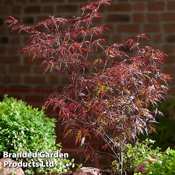 Acer palmatum 'Royal Garnet ®'