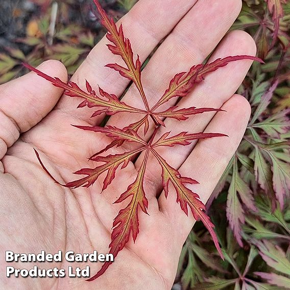 Acer palmatum 'Royal Garnet ®'