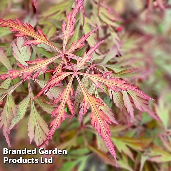 Acer palmatum 'Royal Garnet ®'