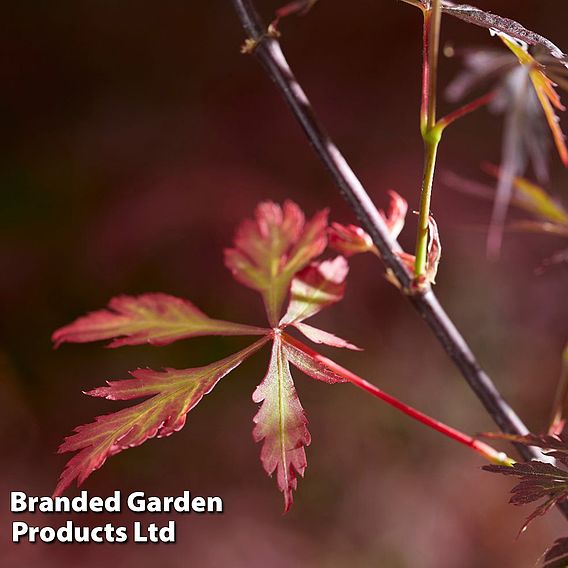 Acer palmatum 'Royal Garnet ®'