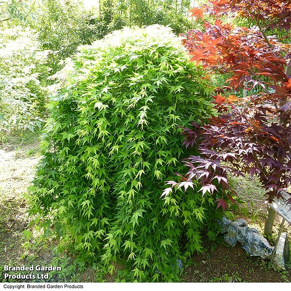 Acer palmatum 'Ryusen'