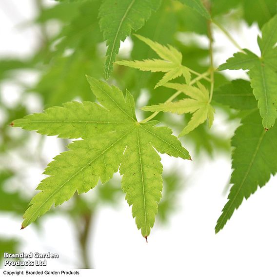 Acer palmatum 'Ryusen'