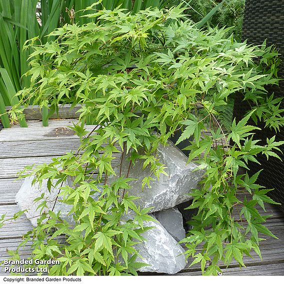 Acer palmatum 'Ryusen'