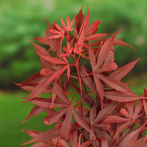 Acer palmatum 'Shaina'