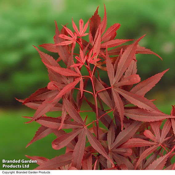 Acer palmatum 'Shaina'