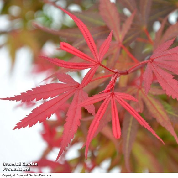 Acer palmatum 'Shaina'