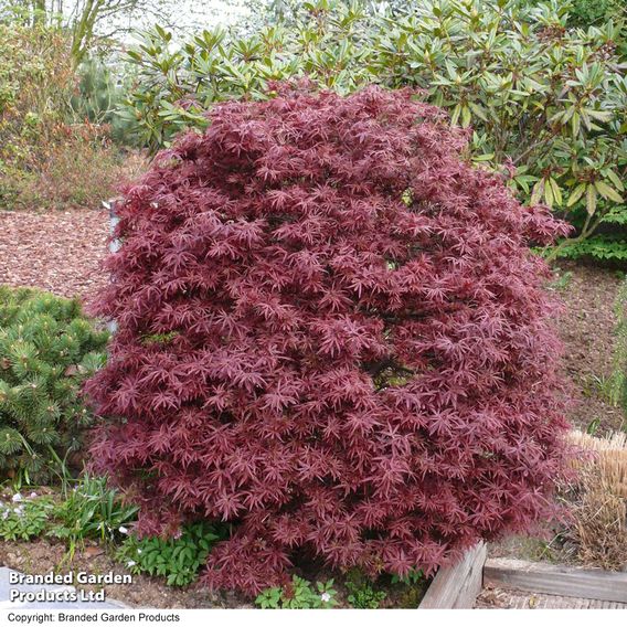 Acer palmatum 'Shaina'