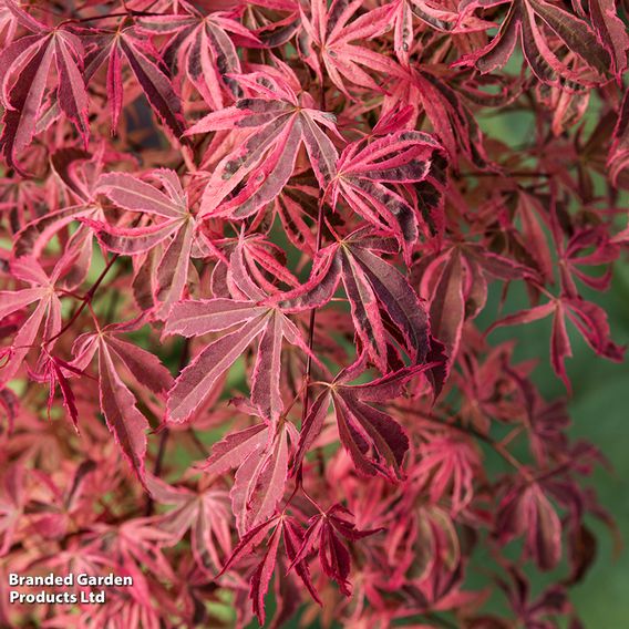 Acer palmatum 'Shirazz'