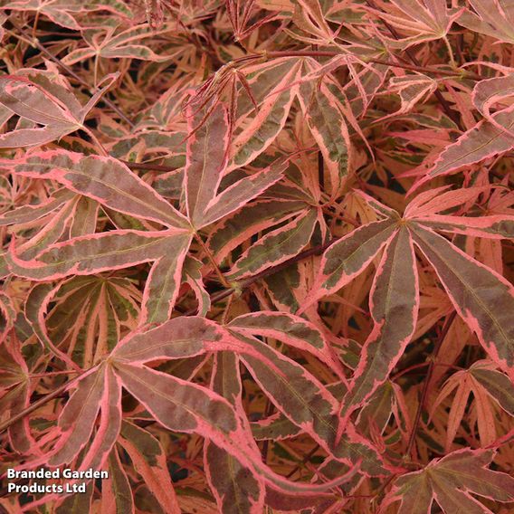 Acer palmatum 'Shirazz'