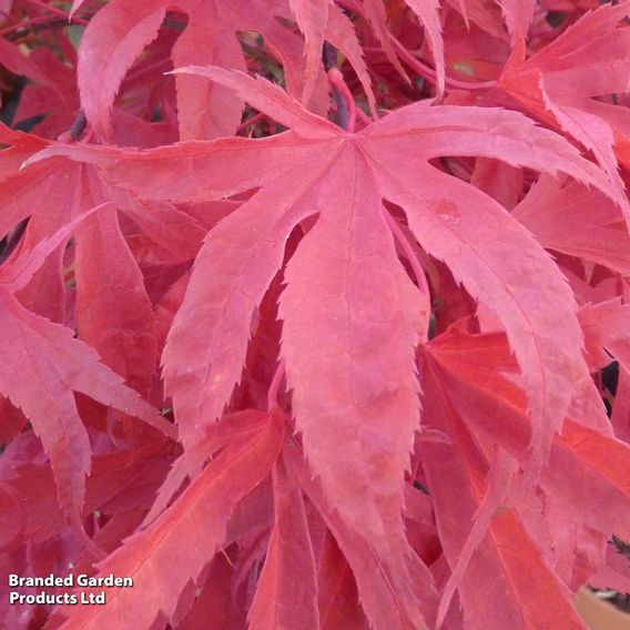 Acer palmatum 'Shirazz'