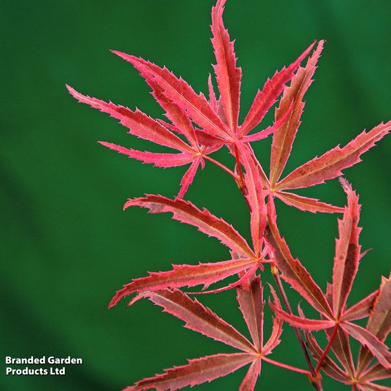 Acer palmatum 'Shirazz'