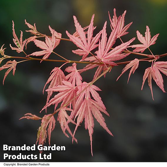 Acer palmatum 'Taylor'