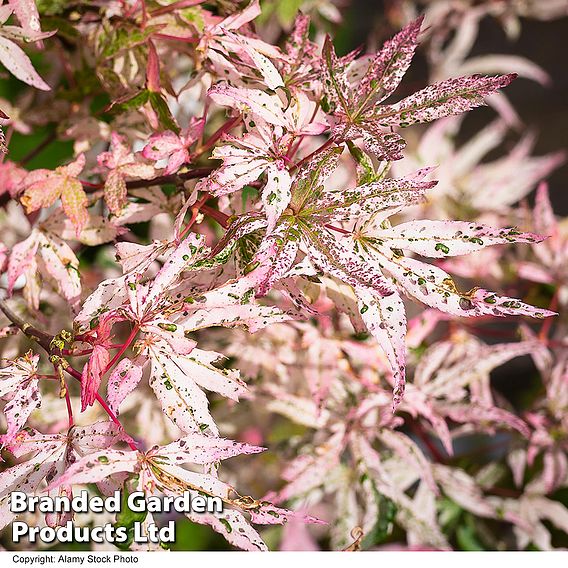 Acer palmatum 'Ukigumo'