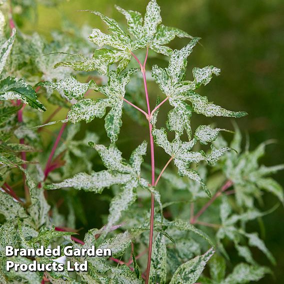 Acer palmatum 'Ukigumo'