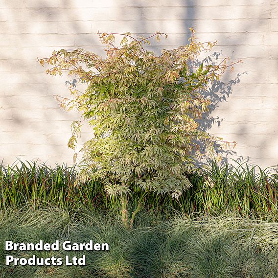 Acer palmatum 'Ukigumo'