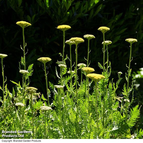 Achillea filipendulina 'Cloth of Gold'