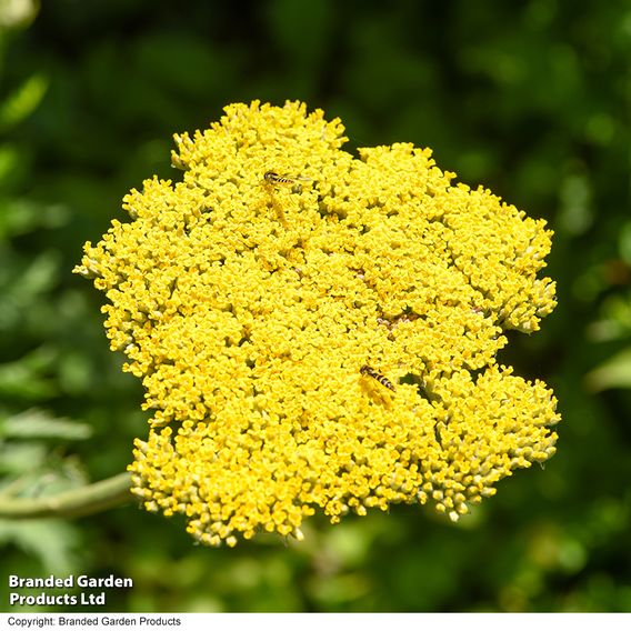 Achillea filipendulina 'Cloth of Gold'