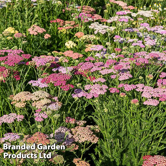 Achillea millefolium 'Colorado' Mixed