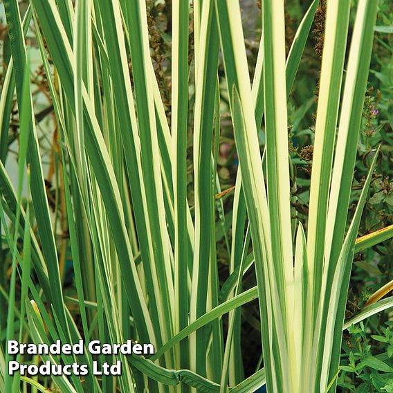 Patio Pond Plant Basket