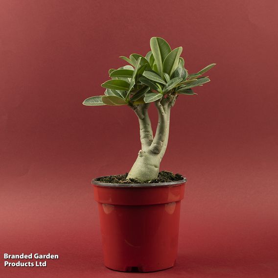 Adenium obesum 'Red'