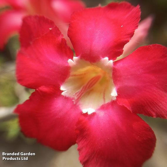 Adenium obesum 'Red'