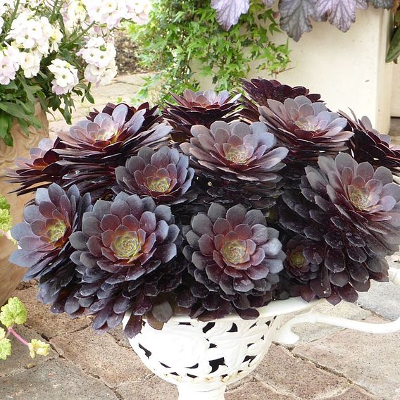 Aeonium arboreum 'Tip Top'