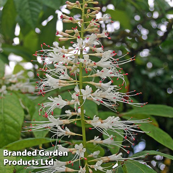 Aesculus parviflora