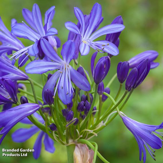 Agapanthus 'African Skies'